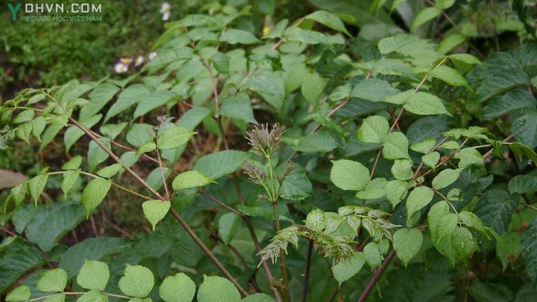Cây Thông mộc. Aralia chinensis L. - Cây Thuốc Nam Quanh Ta